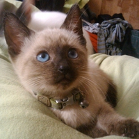 saiamese kitty