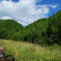 Little Stream in a Big Forest