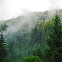 Misting Over Forest