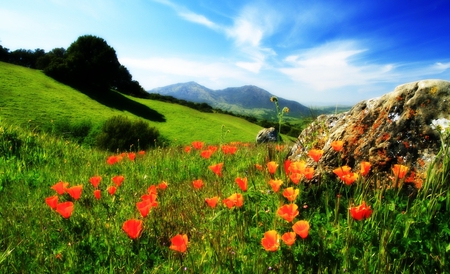 Mountains - flowers, mountains, nature, gras