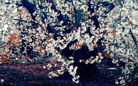 Japanese Cherry Tree - pretty, blossoms, cherry, beautiful, photography, lovely, tree, flowers, forests, nature, floral, japanese