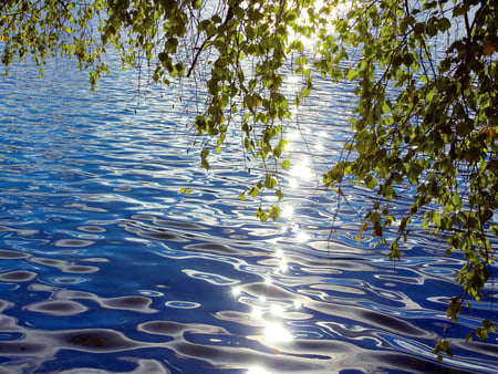 Sparkling Waters - beauty, sunshine, sparkling, ripples, river, beautiful, waters, tree