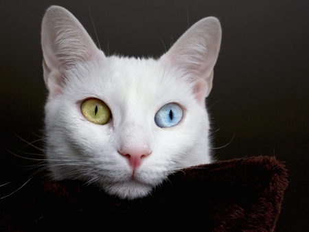 Beautiful Cat - staring, white, yellow, blue, beautiful, eyes, cat