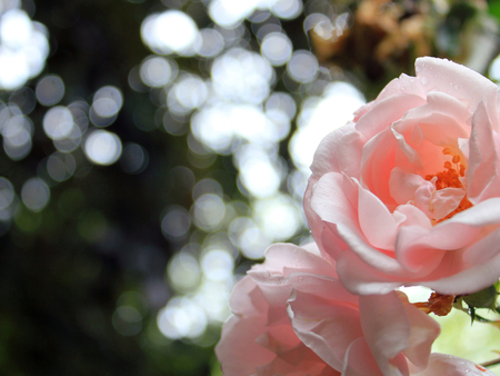 Fragrant Pink Rose - beautiful, rose, beauty, fragrant, pink