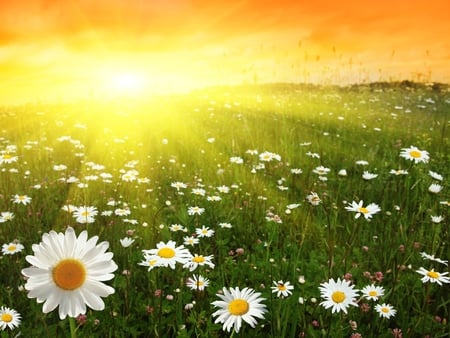 Welcome, Sunshine ! - sky, sunshine, field, white, bright, yellow, beautiful, daisies, grass