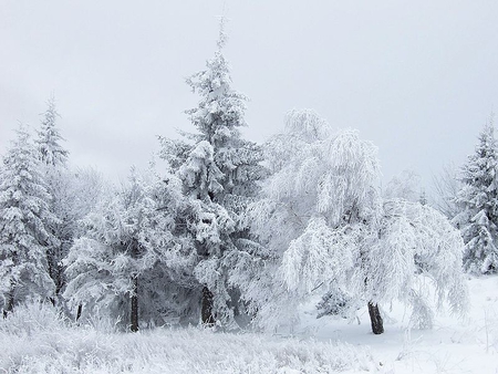 magic winter in bulgarian mountains - bulgarka nature park, magic, winter, balkan planina, white, forest, woods, battle, snow, frozen, liberation