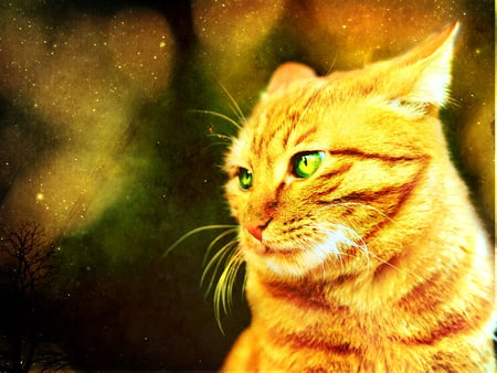 phoenixfeather - kitty, animals, cute, kitten, golden, cat, 3d, abstract