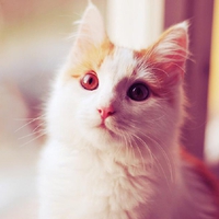nice kitty