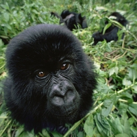 baby mountain gorilla