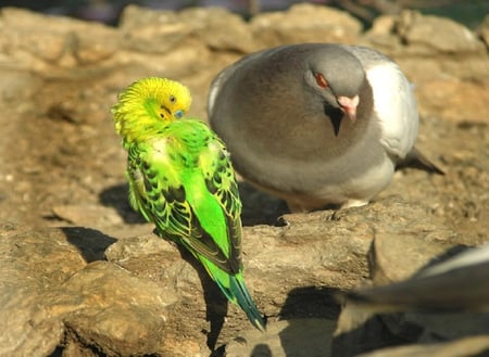 wanna be my friend - animals, cute, parrot, dove, birds, green