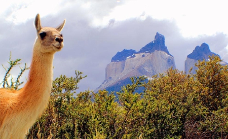 another parkrange - funny, cute, lama, grass, animals