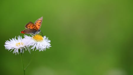 Nectar Seeker - beauty, pretty, blur, green, singular