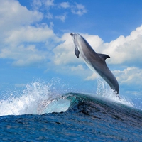 sea dolphins