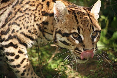 Beautiful-Ocelot-Cat-Photo - Cats & Animals Background Wallpapers on ...