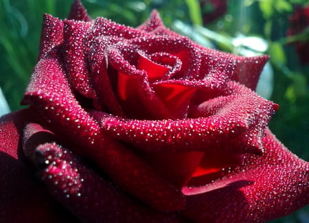 ROSE - 3d, red, wet, rose, flower