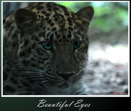 Beautiful Eyes for Jackii - leopard, cats, emerald, sweet, nature, eyes