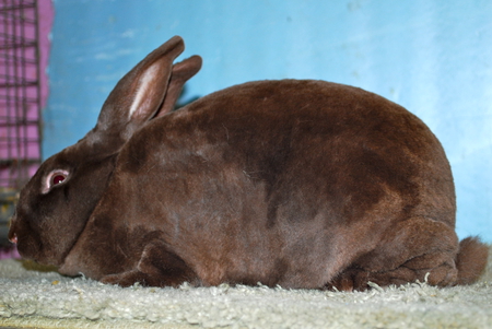 Godiva Chocolate Colored Bunny For Bonnie - bonnie, chocolate, bunny, godiva