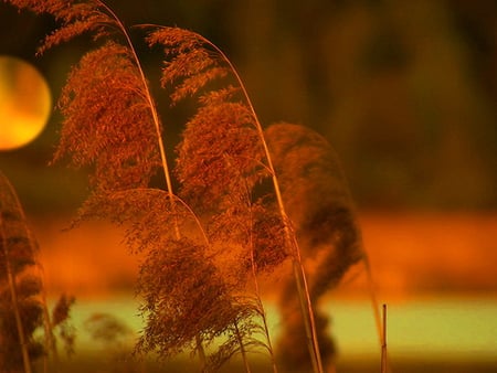 Full moon night - moon, nature, full, red, light, night, wind