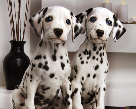 Cute dalmatiann dogs