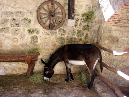 Old Time Corral - stone, wooden, donkey, wood, old, corral, burro, wheel