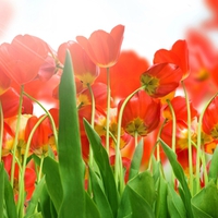 Red Tulips for I Like You, ......