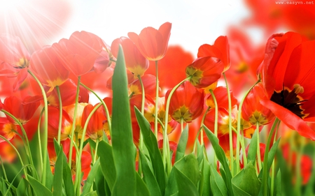 Red Tulips for I Like You, ...... - flowers, tulips, nature, beautiful, garden, beauty, field