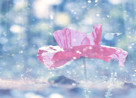 spring flower - flowers, drops, pink, nature