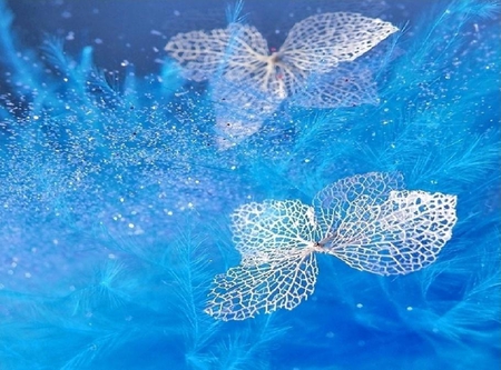 lace butterfly - blue, cute, butterfly, lace, others