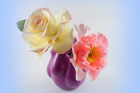 Two delights - white, purple, flowers, coral, vase, blue