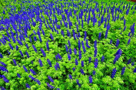 Blooms in green - blue, leaves, green, field, flowers