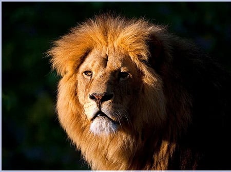 Royal photo - male, brown, mane, lion, black background