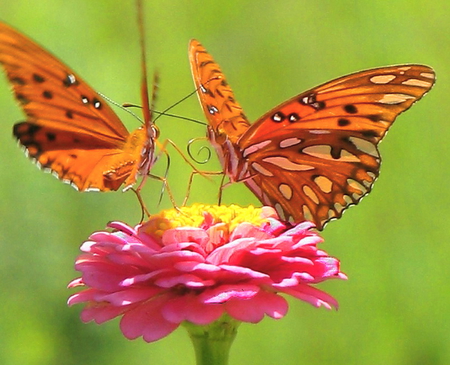 The pair - yellow, green, orange and black, butterflies, pair, flower, pink