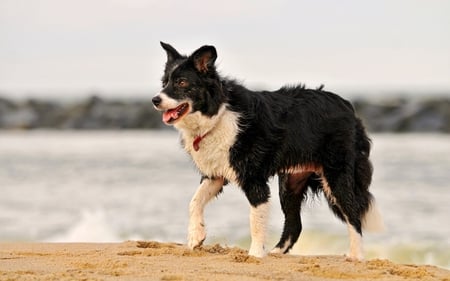 Day At The Beach - playful, dogs, beach, photography, cute, day, sweet, animals