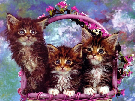 Cute kittens in a basket - animal, kitten, cat, feline, basket