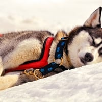 Sleeping Husky