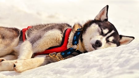 Sleeping Husky - pretty, husky, photography, siberian, sweet, dogs, cute, sleeping, animals