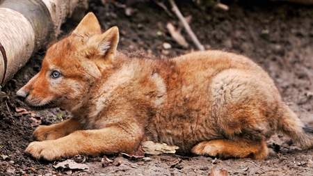 Sweet Wolf Pup - animals, photography, pup, wolves, pretty, baby, dogs, sweet, cute