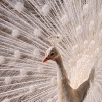 White Peacock