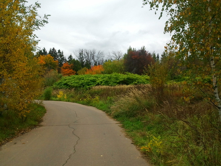 Charming Roadside View - lush, trees, roadside, charming, green