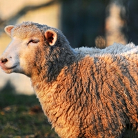 Cute Sheep