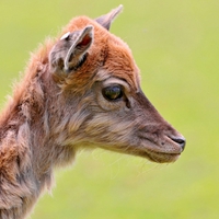 Sweet Baby Mouflon