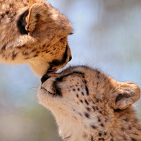 Cheetah Love â™¡
