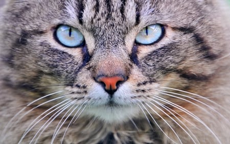 Turquoise Eyes - pretty, photography, eyes, cats, turquoise, animals