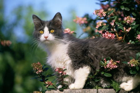 Golden Eyes - pretty, photography, eyes, cats, golden, animals