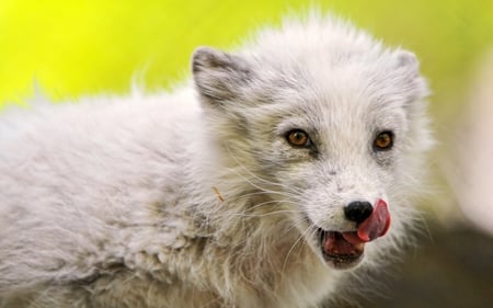 Baby Fox - fox, baby, animals, photography, sweet, cute, mammals