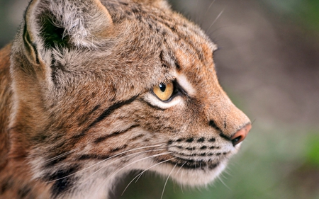 European Lynx - european, photography, cats, lynx, animals