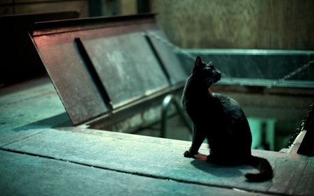 Halloween Cat - black, spooky, photography, cats, halloween, stray, animals