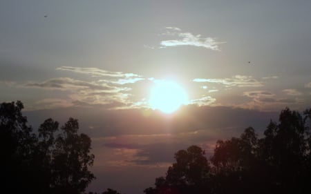 sunset2 - clouds, black, red, light, tree, sun