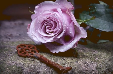 purple rose - key, drop, purple, rose, leaf, flower, petals, still life