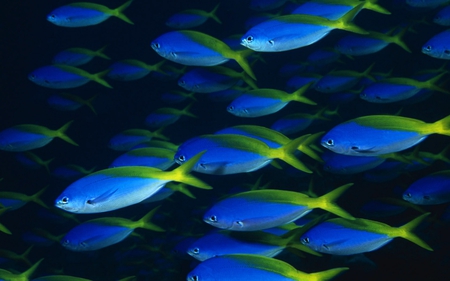 Beautiful Fishes - shoal, beautiful, blue, fishes, fusilier